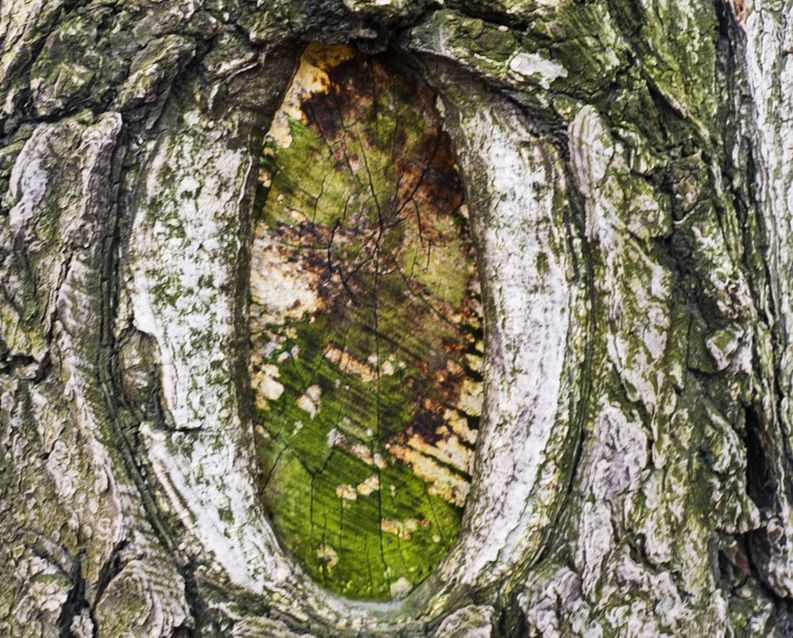 Détail d'une écorce d'arbre formant un œil naturel, symbole d'introspection pour une retraite spirituelle - Bas les masques