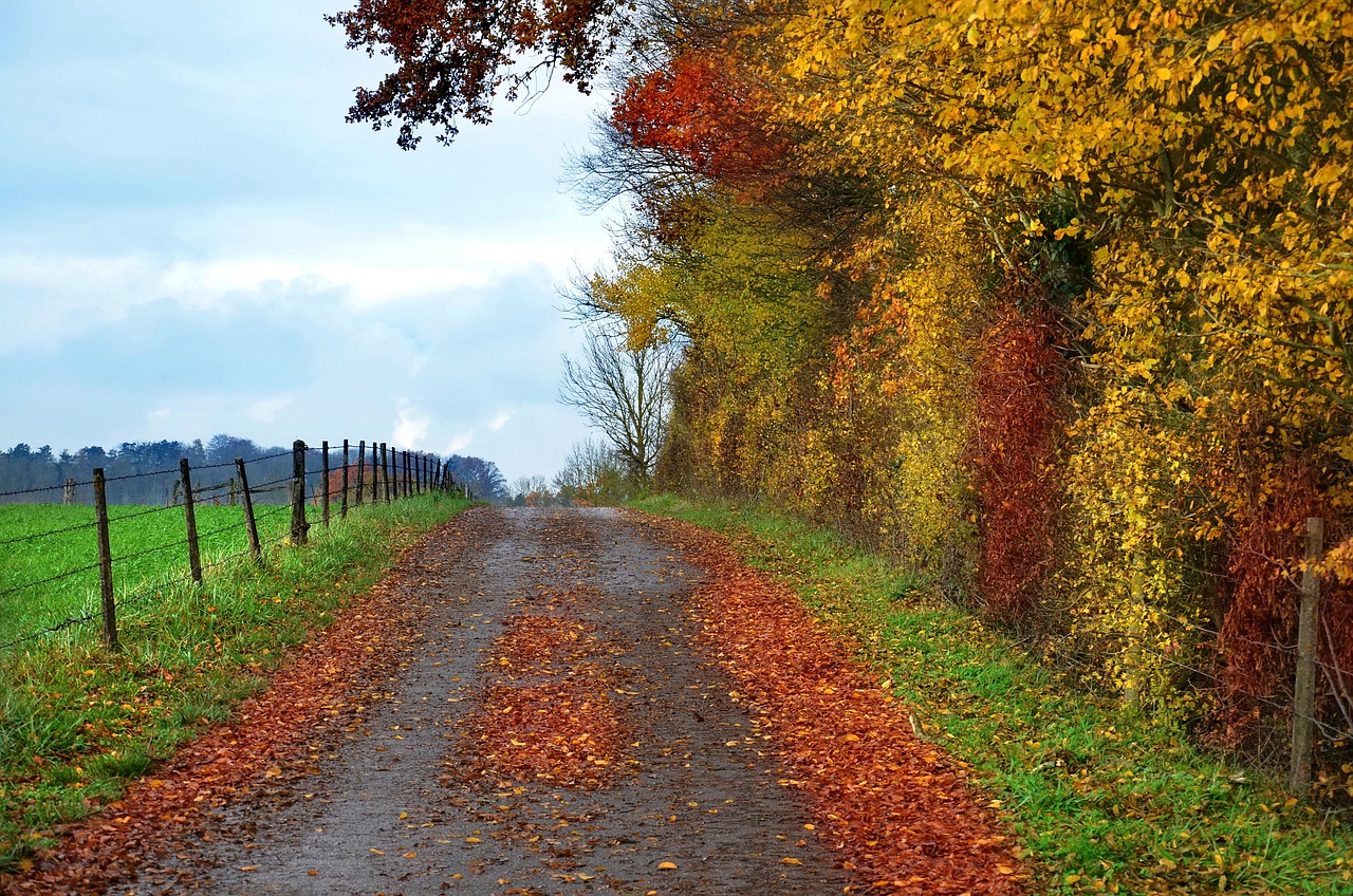 Chemin forestier couvert de feuilles d'automne en Suisse, lieu de randonnée et d'activités collectives - Bas les masques