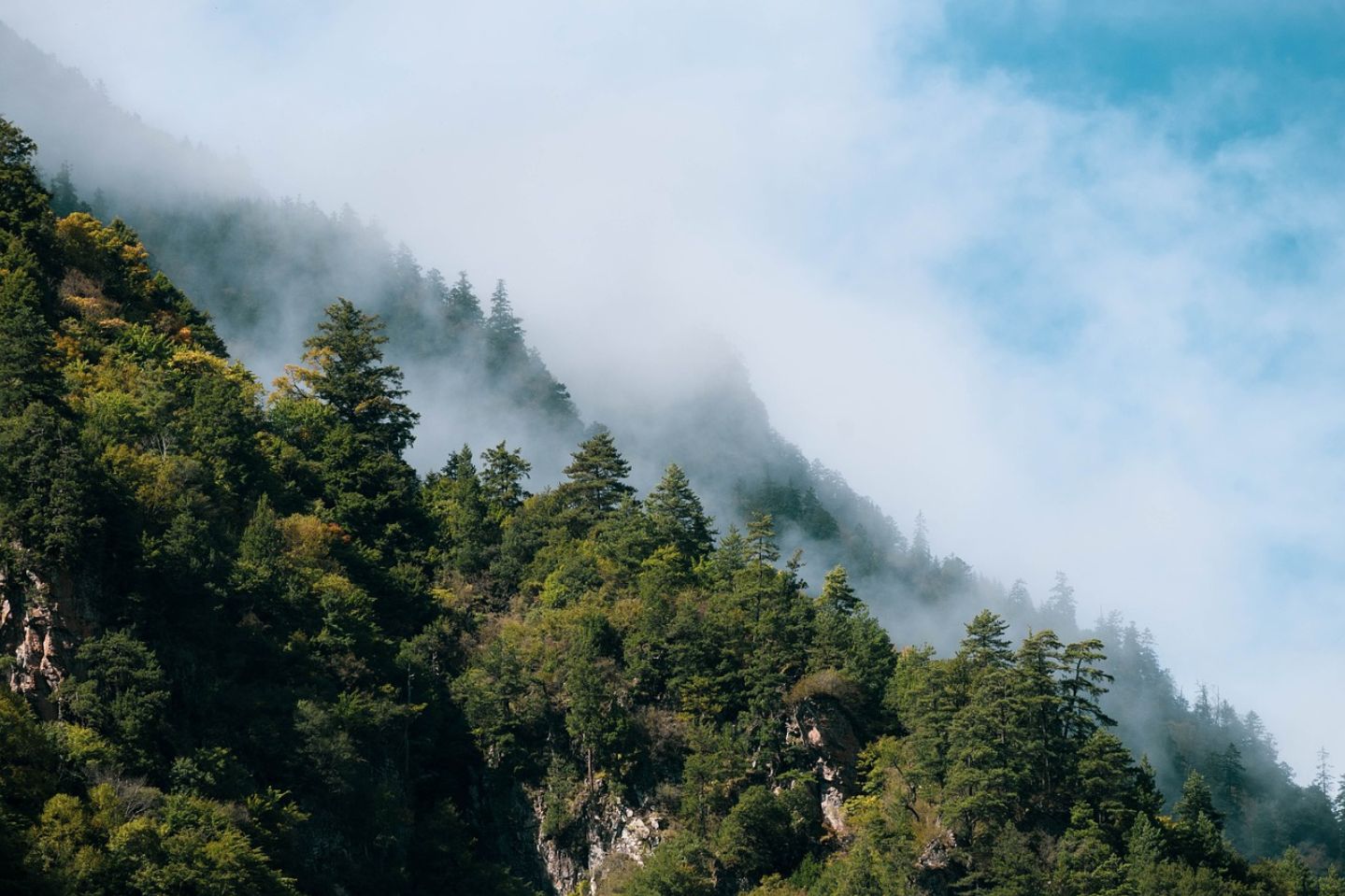 Forêt de sapins dans la brume matinale favorisant l'introspection lors d'une retraite individuelle - Bas les masques