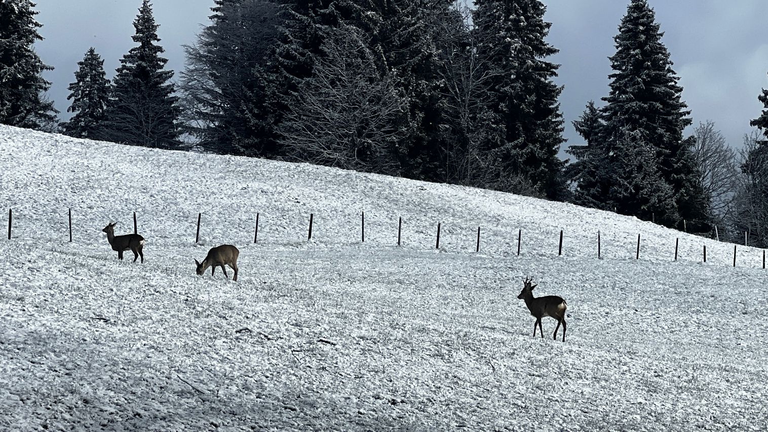 Groupe de trois chevreuils dans un alpage enneigé face à une forêt de sapins en Suisse - Bas les masques