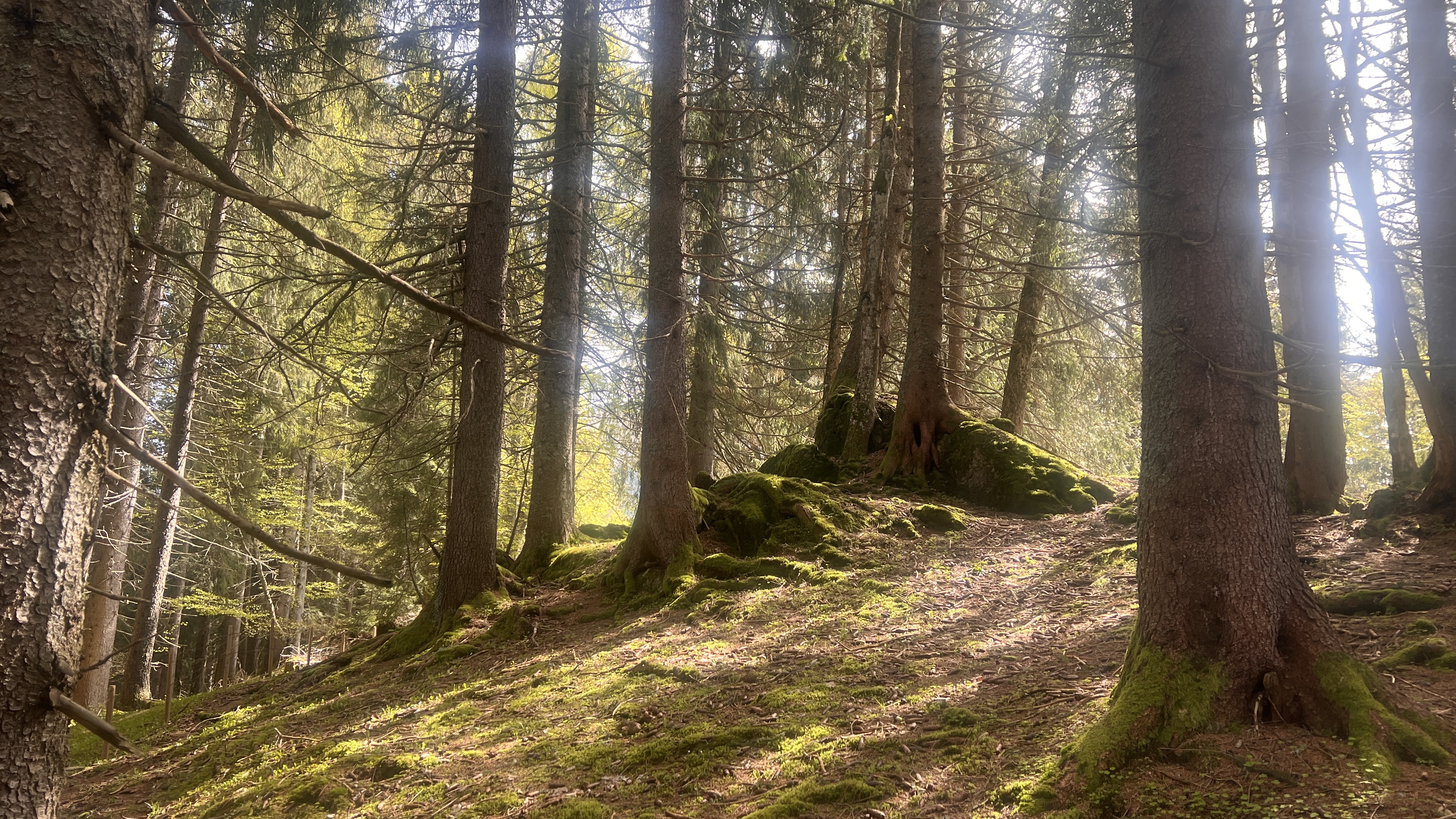 Sous-bois lumineux avec rayons de soleil à travers les sapins pour une séance de méditation en forêt - Bas les masques